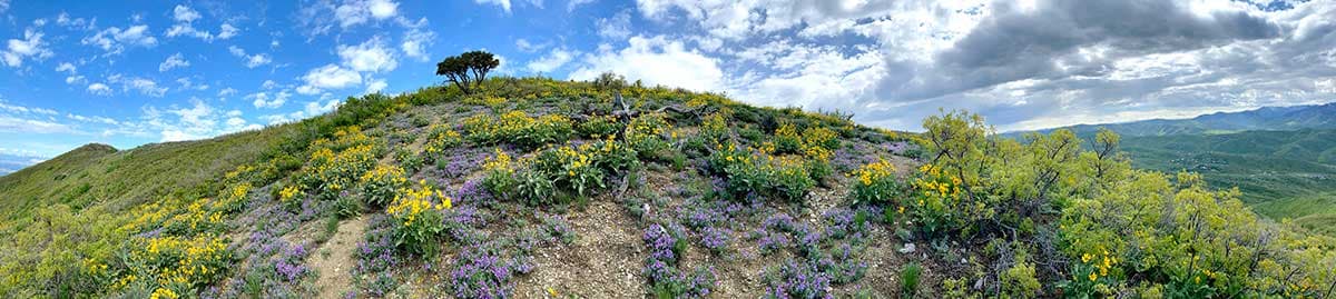 Panoramic landscape