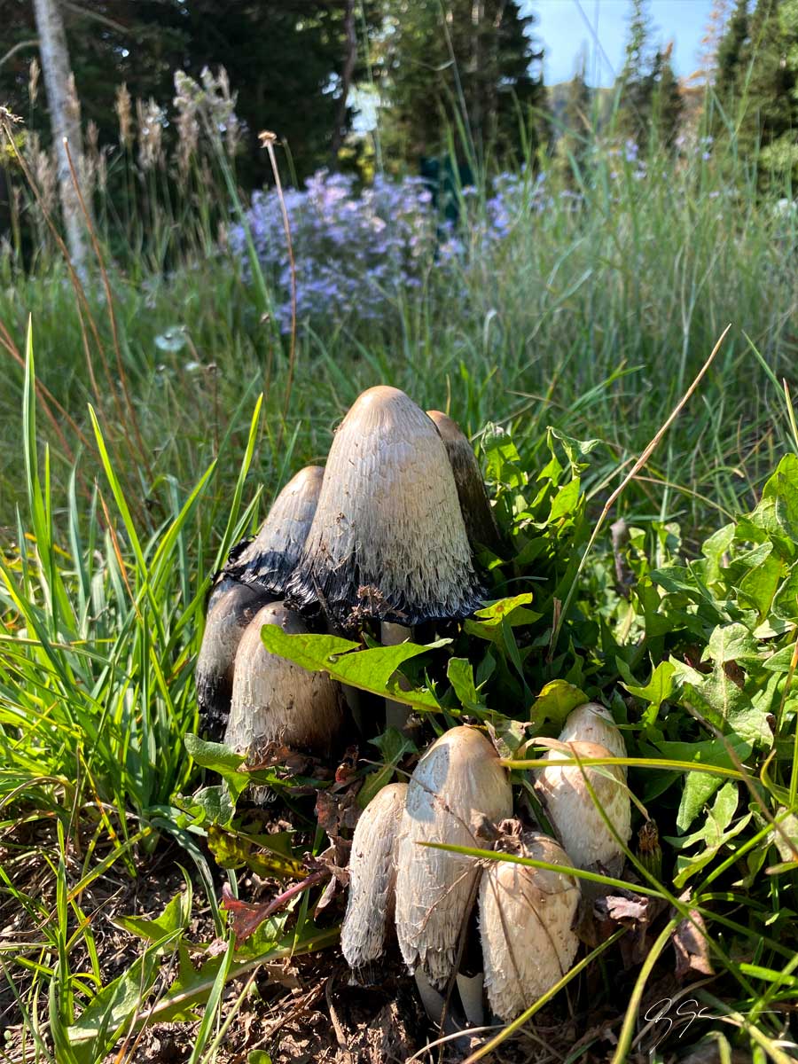 Organic landscape forms